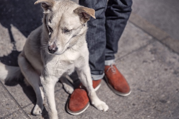 犬が座っている